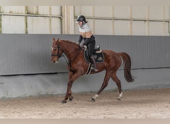 Czeski koń gorącokrwisty, Klacz, 8 lat, 164 cm, Ciemnokasztanowata