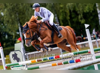Czeski koń gorącokrwisty, Klacz, 8 lat, 168 cm, Kasztanowata