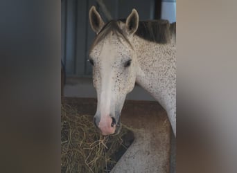 Czeski koń gorącokrwisty, Klacz, 8 lat, 168 cm, Siwa w hreczce