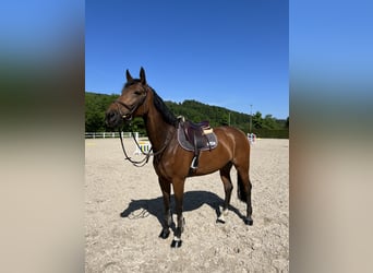 Czeski koń gorącokrwisty, Klacz, 8 lat, 170 cm, Gniada