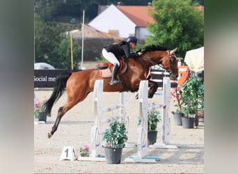 Czeski koń gorącokrwisty, Klacz, 9 lat, 173 cm, Gniada