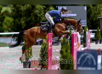 Czeski koń gorącokrwisty, Ogier, 6 lat, 170 cm, Gniada