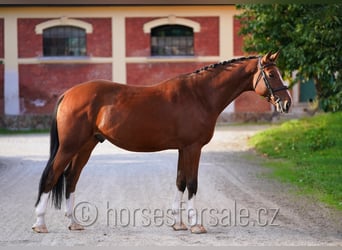 Czeski koń gorącokrwisty, Ogier, 6 lat, 170 cm, Gniada