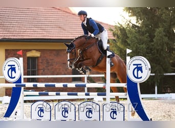 Czeski koń gorącokrwisty, Ogier, 7 lat, 170 cm, Gniada