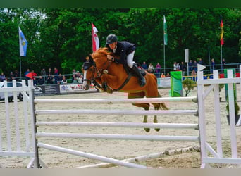 Czeski koń gorącokrwisty, Wałach, 10 lat, 167 cm, Kasztanowata