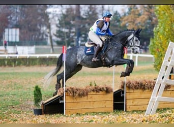 Czeski koń gorącokrwisty, Wałach, 12 lat, 167 cm, Stalowosiwy