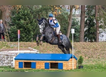 Czeski koń gorącokrwisty, Wałach, 12 lat, 167 cm, Stalowosiwy