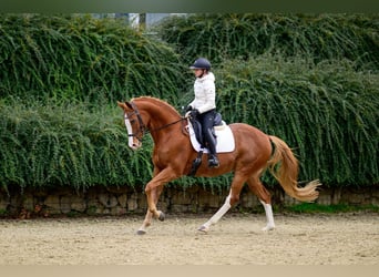 Czeski koń gorącokrwisty, Wałach, 14 lat, 167 cm, Ciemnokasztanowata