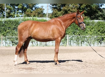 Czeski koń gorącokrwisty, Wałach, 3 lat, 168 cm, Kasztanowata