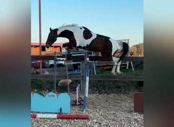 Czeski koń gorącokrwisty, Wałach, 6 lat, 170 cm, Tobiano wszelkich maści