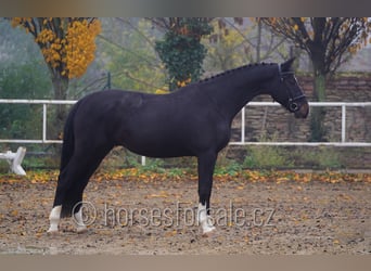 Czeski koń gorącokrwisty, Wałach, 6 lat, 172 cm, Skarogniada