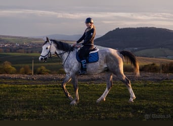 Czeski koń gorącokrwisty, Wałach, 6 lat, 177 cm, Siwa