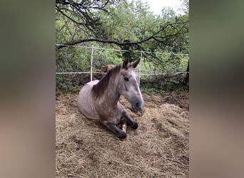 Czeski koń gorącokrwisty, Wałach, 6 lat, 180 cm, Siwa