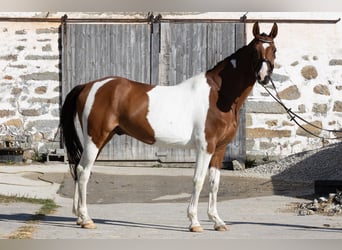 Czeski koń gorącokrwisty, Wałach, 7 lat, 167 cm, Srokata