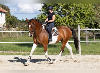 Czeski koń gorącokrwisty, Wałach, 7 lat, 167 cm, Srokata