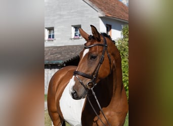 Czeski koń gorącokrwisty, Wałach, 7 lat, 167 cm, Srokata