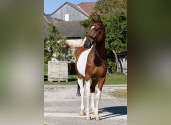 Czeski koń gorącokrwisty, Wałach, 7 lat, 167 cm, Srokata