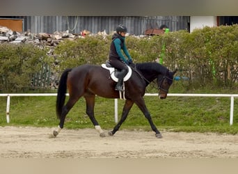 Czeski koń gorącokrwisty, Wałach, 7 lat, 170 cm, Ciemnogniada