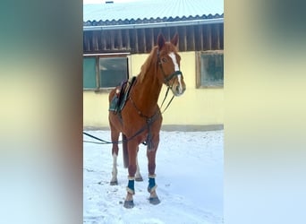 Czeski koń gorącokrwisty, Wałach, 7 lat, 180 cm, Kasztanowata