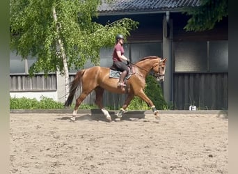 Czeski koń gorącokrwisty, Wałach, 7 lat, 180 cm, Kasztanowata