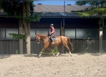 Czeski koń gorącokrwisty, Wałach, 7 lat, 180 cm, Kasztanowata