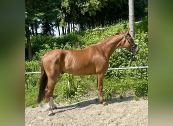 Czeski koń gorącokrwisty, Wałach, 7 lat, 180 cm, Kasztanowata