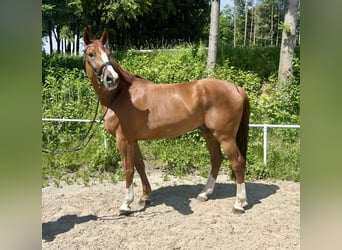 Czeski koń gorącokrwisty, Wałach, 7 lat, 180 cm, Kasztanowata