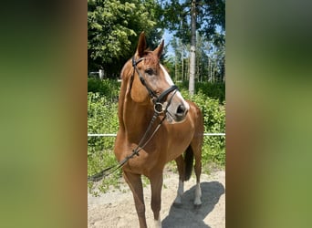 Czeski koń gorącokrwisty, Wałach, 7 lat, 180 cm, Kasztanowata
