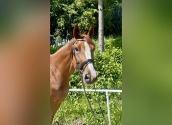 Czeski koń gorącokrwisty, Wałach, 7 lat, 180 cm, Kasztanowata