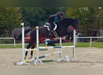 Czeski koń gorącokrwisty, Wałach, 8 lat, 170 cm, Ciemnogniada