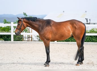 Czeski koń gorącokrwisty, Wałach, 8 lat, 172 cm, Gniada