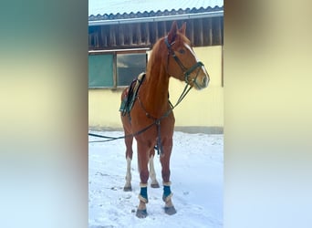 Czeski koń gorącokrwisty, Wałach, 8 lat, 180 cm, Kasztanowata