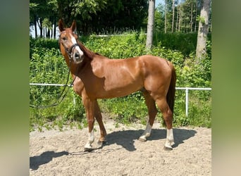 Czeski koń gorącokrwisty, Wałach, 8 lat, 180 cm, Kasztanowata