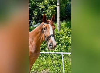 Czeski koń gorącokrwisty, Wałach, 8 lat, 180 cm, Kasztanowata