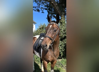 Czeski koń gorącokrwisty, Wałach, 11 lat, 158 cm, Srokata