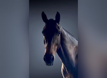 Czeski koń gorącokrwisty, Wałach, 11 lat, 165 cm, Ciemnogniada