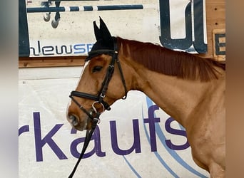 Czeski koń gorącokrwisty, Wałach, 11 lat, 167 cm, Kasztanowata