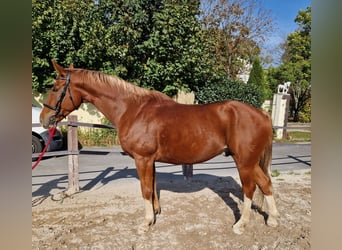 Czeski koń gorącokrwisty, Wałach, 11 lat, 167 cm