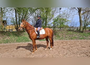 Czeski koń gorącokrwisty, Wałach, 12 lat, 166 cm, Kasztanowata