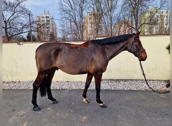 Czeski koń gorącokrwisty, Wałach, 12 lat, 170 cm, Ciemnogniada