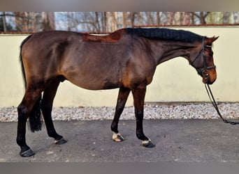 Czeski koń gorącokrwisty, Wałach, 12 lat, 170 cm, Ciemnogniada