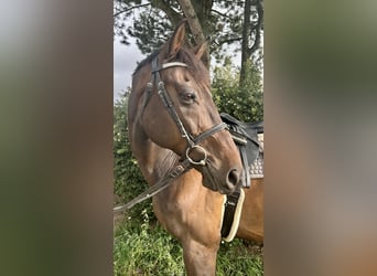 Czeski koń gorącokrwisty, Wałach, 14 lat, 162 cm, Gniada