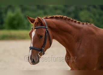 Czeski koń gorącokrwisty, Wałach, 3 lat, 162 cm, Kasztanowata