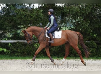 Czeski koń gorącokrwisty, Wałach, 4 lat, 164 cm, Kasztanowata