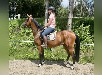 Czeski koń gorącokrwisty, Wałach, 4 lat, 165 cm, Gniada