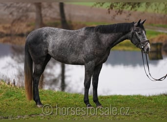 Czeski koń gorącokrwisty, Wałach, 4 lat, 166 cm, Siwa