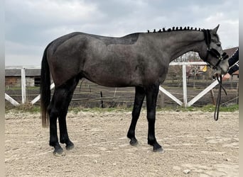 Czeski koń gorącokrwisty, Wałach, 4 lat, 166 cm, Siwa