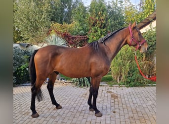 Czeski koń gorącokrwisty, Wałach, 4 lat, 167 cm, Gniada