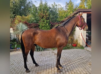 Czeski koń gorącokrwisty, Wałach, 4 lat, 167 cm, Gniada