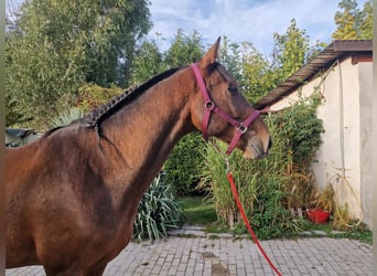 Czeski koń gorącokrwisty, Wałach, 4 lat, 167 cm, Gniada
